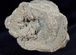 Hippurites (Vaccinites) cf. gosaviensis DOUVILLE 1891 - Bild © FossNet FossilienStore
